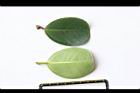 厚葉榕-葉16.JPG