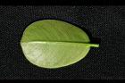 厚葉榕-葉背04.jpg