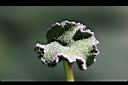厚葉盤花木-花4.jpg
