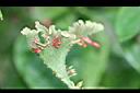厚葉盤花木-花8.jpg