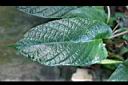 厚葉盤花木-葉0.jpg