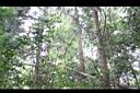 厚葉鐵線蓮-莖03.jpg