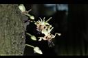 可可樹-花10.JPG