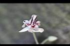 可可樹-花24.jpg
