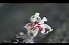 可可樹-花25.jpg