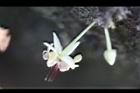 可可樹-花26.jpg