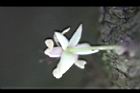 可可樹-花27.jpg