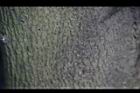 可可樹-莖1.jpg
