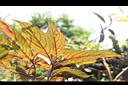 台北玉葉金花-葉脈03.JPG