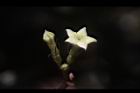 台北玉葉金花-花07.JPG
