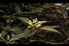 台北玉葉金花-花序01.JPG