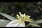 台北玉葉金花-花序05.JPG