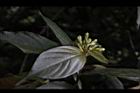 台北玉葉金花-花苞01.JPG