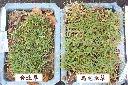 台北草09.jpg