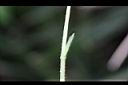 台北菫菜-托葉1.jpg