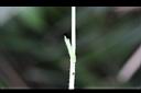 台北菫菜-托葉2.jpg