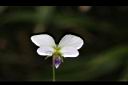 台北菫菜-花0.jpg