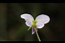 台北菫菜-花3.jpg