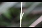 台北菫菜-托葉0.jpg