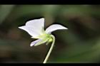 台北菫菜-花1.jpg