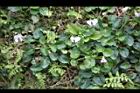 台北菫菜07.jpg