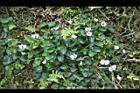 台北菫菜09.jpg