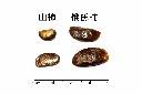 俄氏柿-種子00.JPG