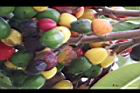 台東漆-紅實09.JPG