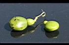 台東漆-青實2.jpg