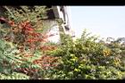 台東火刺木-實03.JPG