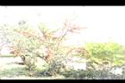 台東火刺木26.JPG
