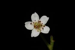 台東石楠-花04.JPG