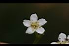 台東石楠-花10.JPG