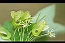 台灣三角楓-花0.jpg