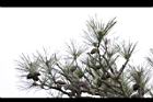 台灣二葉松-鳶24.JPG