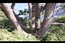 台灣二葉松-莖皮3.jpg