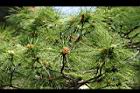 台灣二葉松-雄花0.jpg