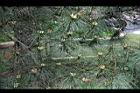台灣二葉松-雄花10.jpg