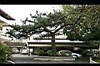 台灣二葉松18.jpg