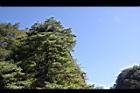 台灣二葉松27.JPG