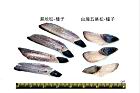 台灣五葉松-種子18.JPG