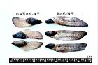 台灣五葉松-種子19.JPG