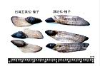 台灣五葉松-種子21.JPG