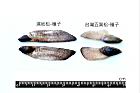 台灣五葉松-種子31.JPG