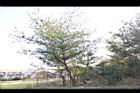 台灣五葉松49.JPG