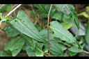 台灣何首烏-葉2.jpg