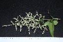 台灣何首烏-花27.JPG