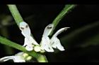 台灣假糙蘇-花11.JPG