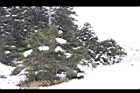 台灣冷杉-冬雪06.JPG
