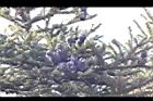 台灣冷杉-實43.jpg